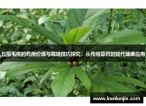 五指毛桃的药用价值与栽培技巧探究：从传统草药到现代健康应用